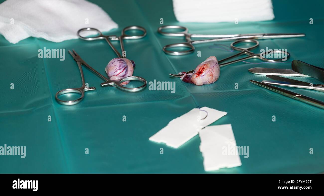 Un paio di testicoli canini rimossi su un vassoio medico durante l'intervento di castrazione/sterilizzazione di una caraffa Foto Stock