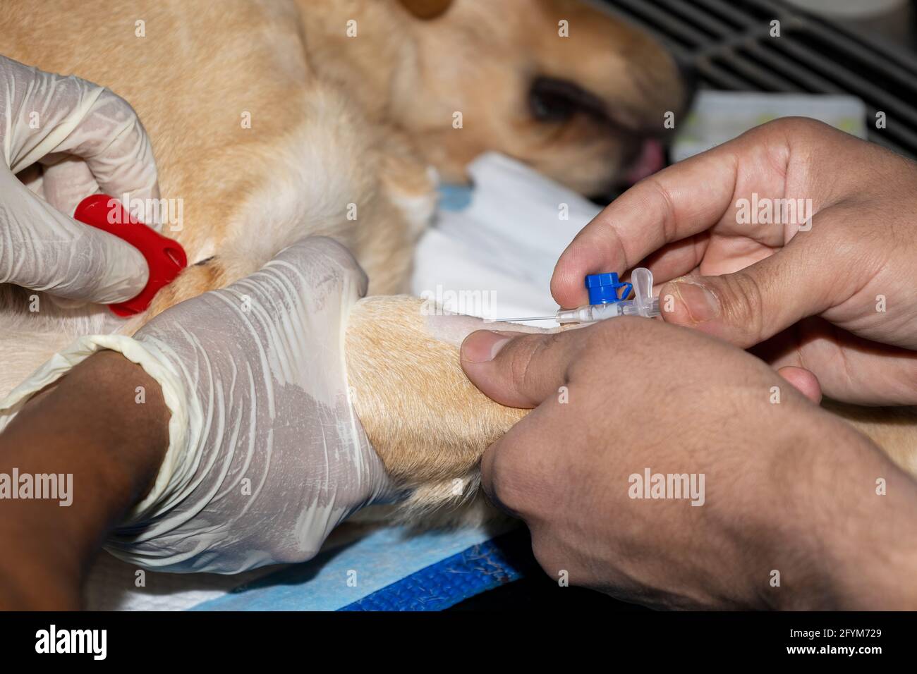 Un veterinario esperto straccia una cannula endovenosa in un Pug prima dell'intervento chirurgico Foto Stock