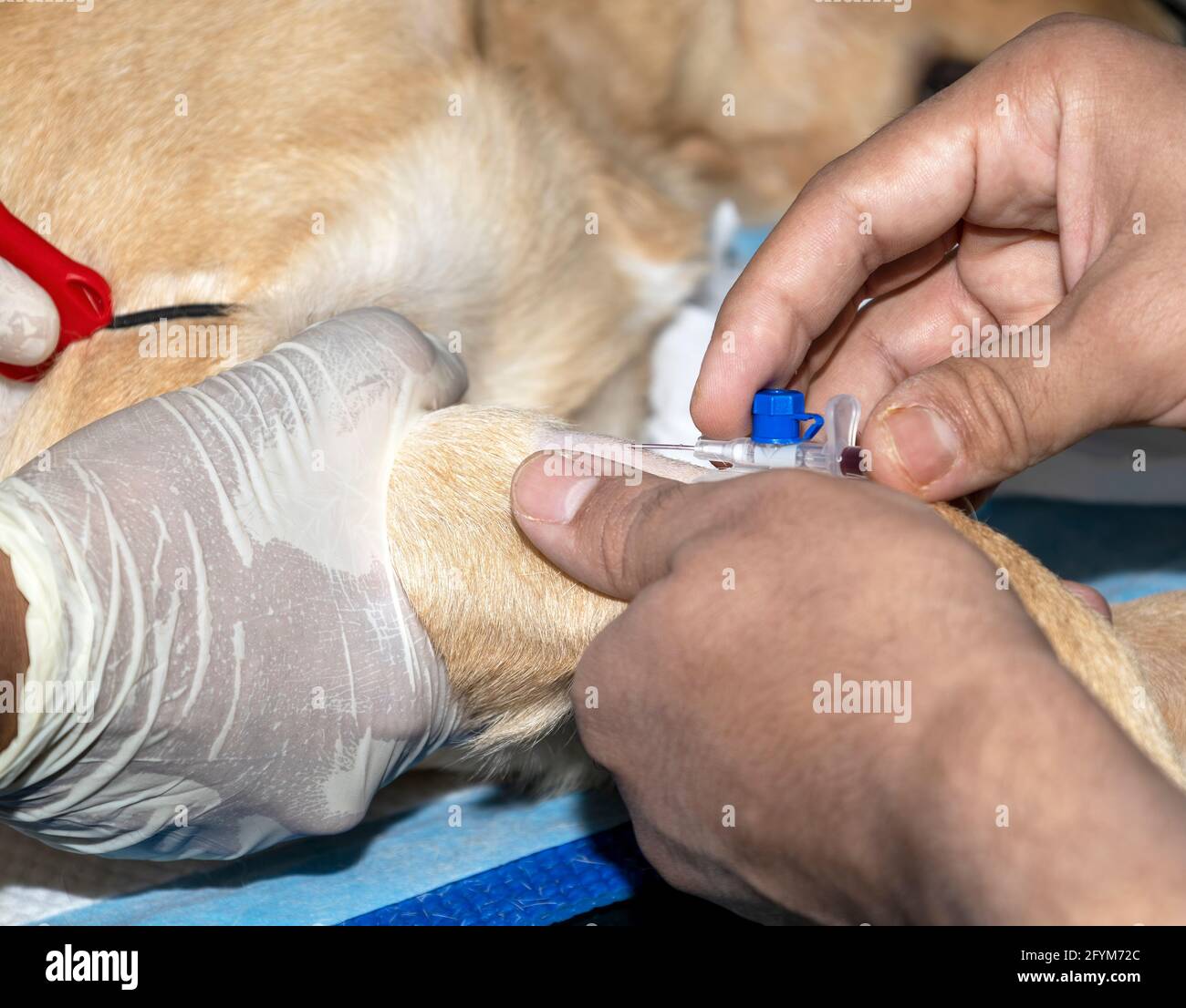 Un veterinario esperto straccia una cannula endovenosa in un Pug prima dell'intervento chirurgico Foto Stock