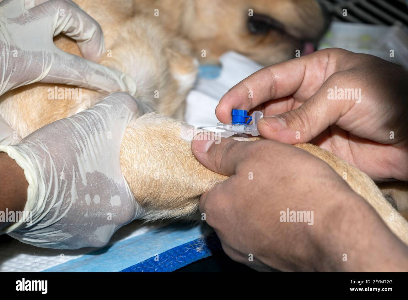 Un veterinario esperto straccia una cannula endovenosa in un Pug prima dell'intervento chirurgico Foto Stock