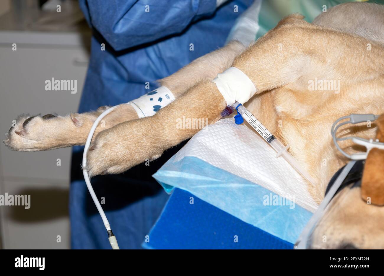 Un cane si addormenta durante un intervento di sterilizzazione con una siringa di anestesia collegata alla cannula endovenosa e ad un sangue bracciale di pressione sull'othe Foto Stock
