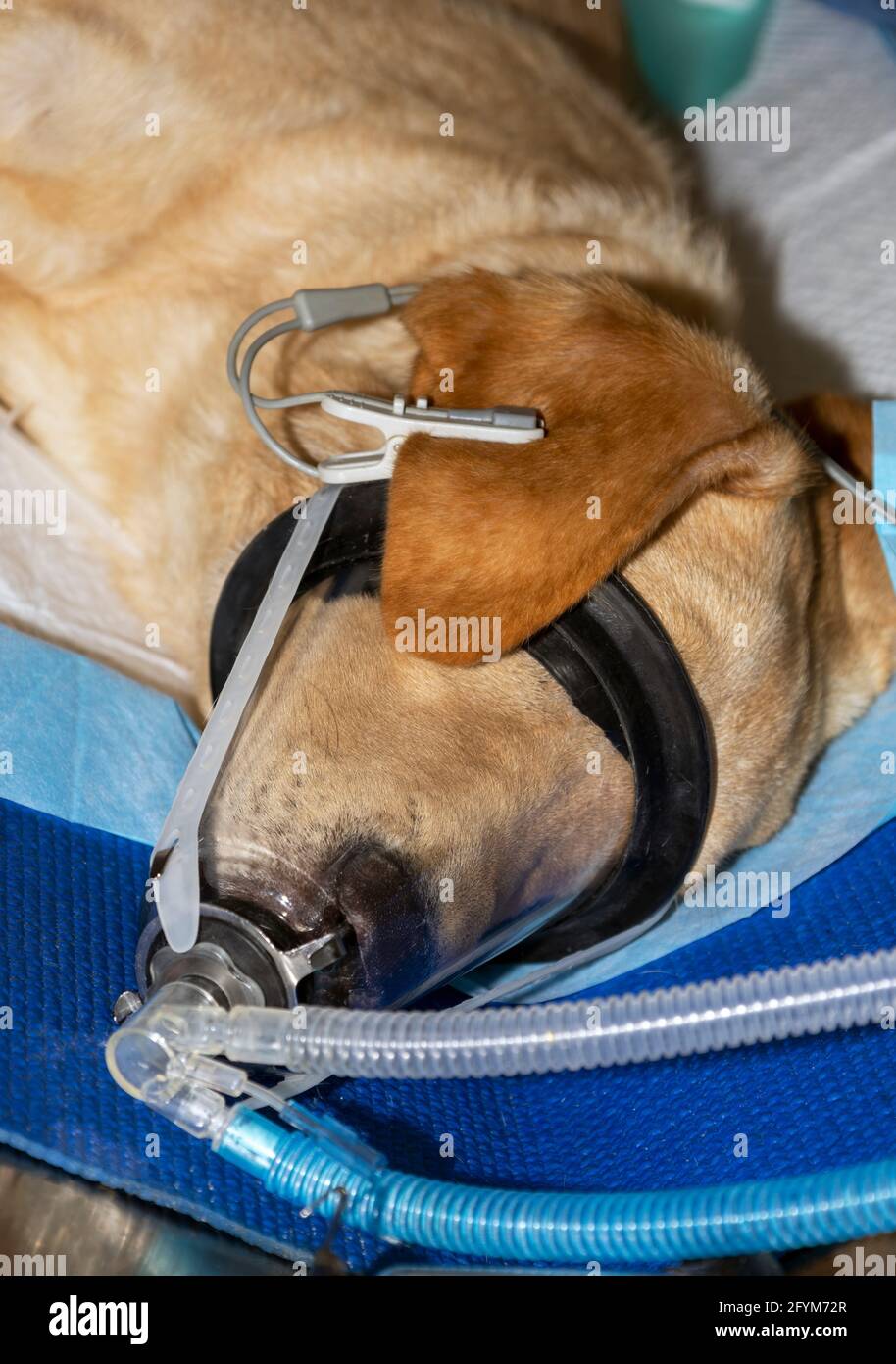 Un piccolo Labrador che sta dormendo sotto anestesia generale con ossigeno Maschera sul viso e pulsossimetro collegato a ITS orecchio Foto Stock
