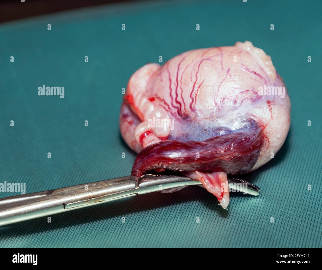 Un singolo testicolo canino rimosso su un vassoio medico durante intervento di castrazione/sterilizzazione di una caraffa Foto Stock