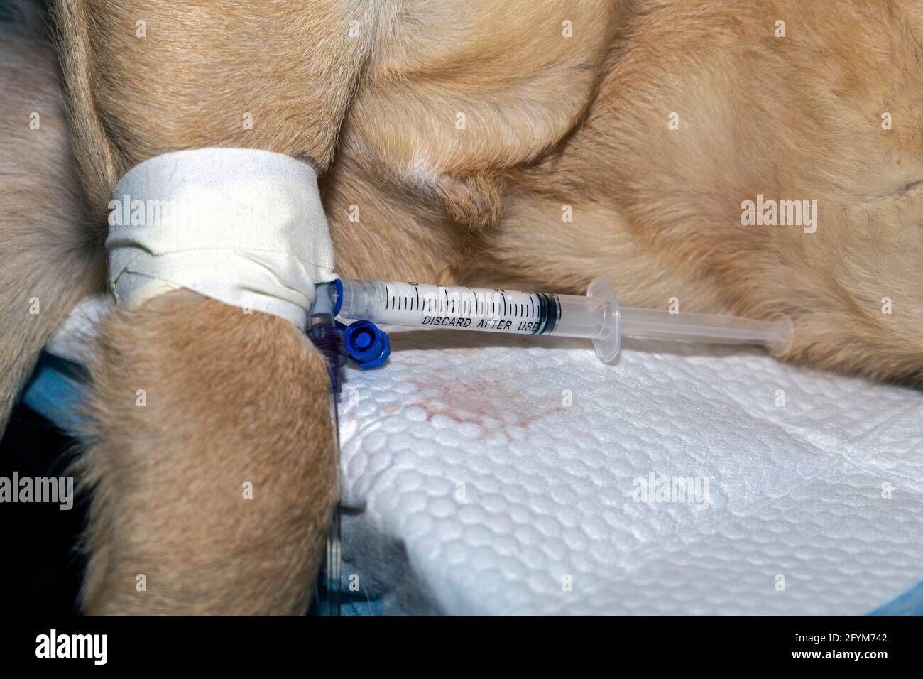 Un cane si addormenta durante un intervento di sterilizzazione con una siringa di anestesia collegata alla cannula endovenosa Foto Stock