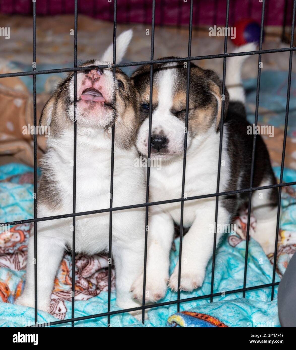 Due simpatici cuccioli Beagle di 3 settimane dietro una recinzione Foto Stock