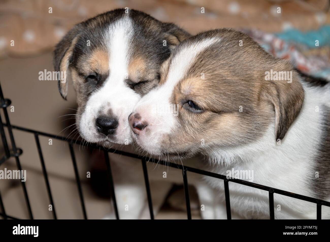 Due simpatici cuccioli Beagle di 3 settimane dietro una recinzione Foto Stock