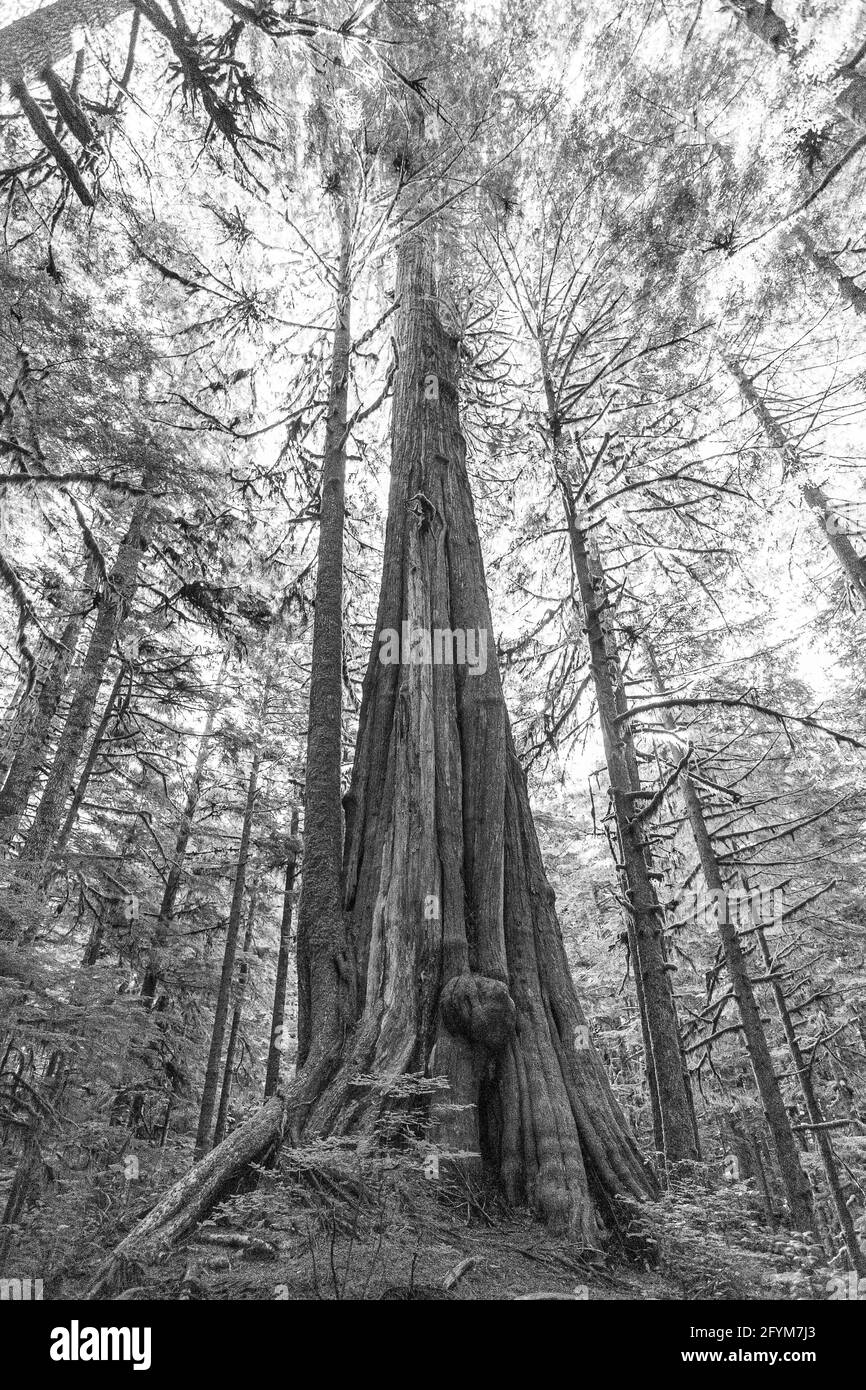 Old Growth Vancouver Island Foto Stock