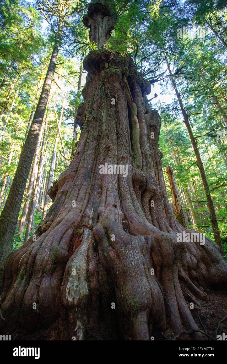 Old Growth Vancouver Island Foto Stock
