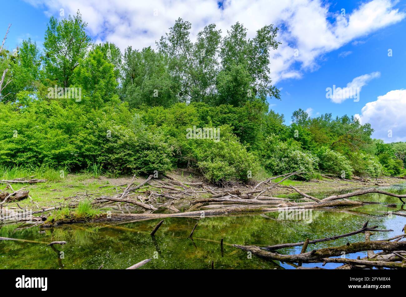 fiume fadenbach nel parco nazionale austriaco donauauen vicino orto an der donau Foto Stock