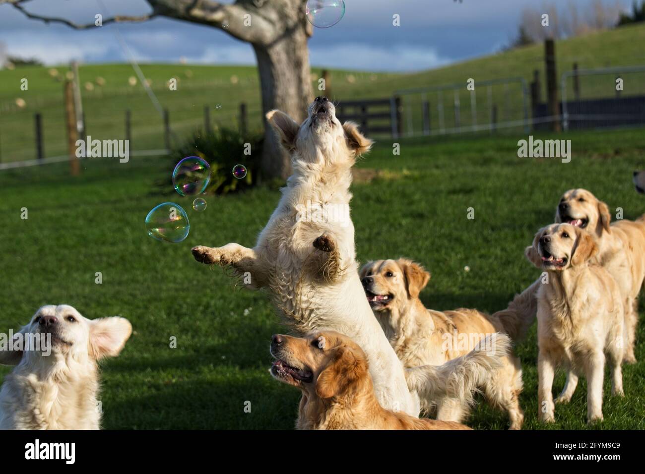 Golden retrievers giocare fuori nel loro ambiente naturale su erba caccia bolle. Foto Stock