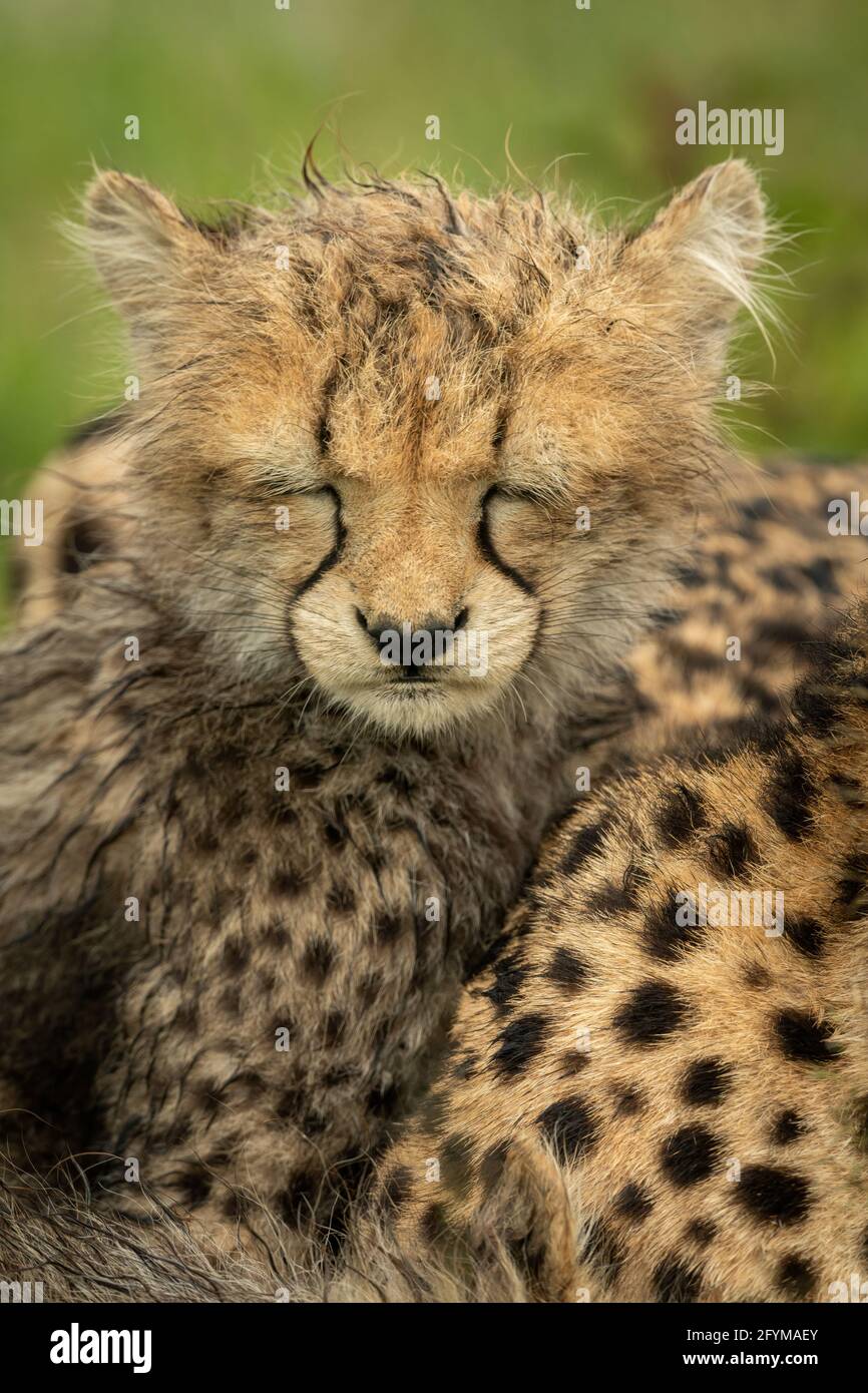 Primo piano di ghepardo umido cucciolo di chiusura occhi Foto Stock