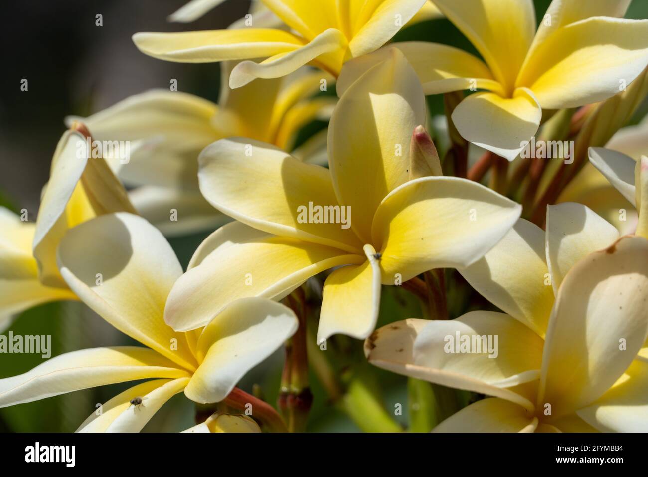 Splendidi fiori bianchi e gialli (Plumeria) o Frangipani con vista laterale del cielo blu luminoso. Foto Stock