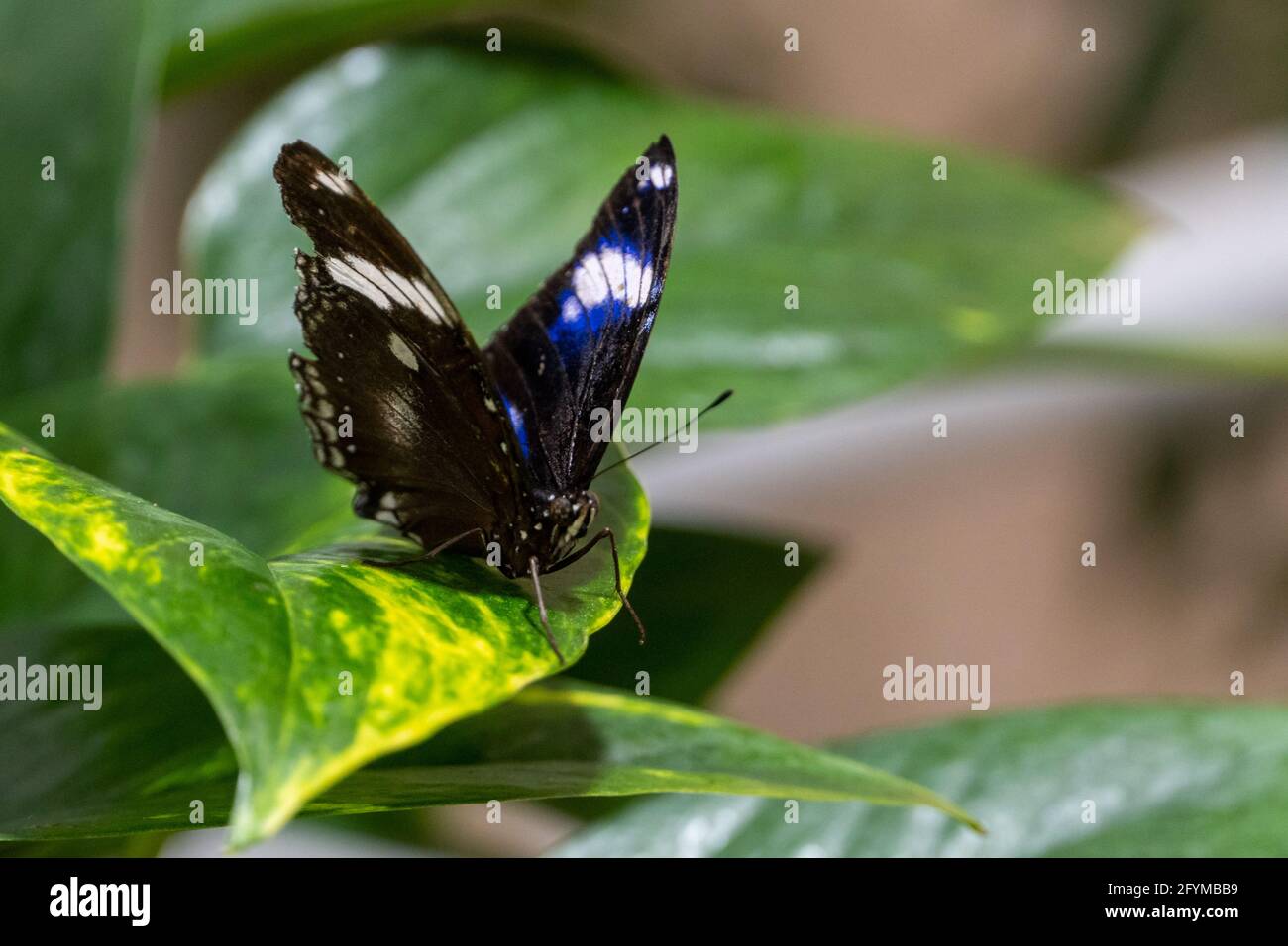 Blue Moon Butterfly maschio (hypolimnas bolina) o comune o grande mosca d'uovo una farfalla blu da vicino su foglia verde Foto Stock