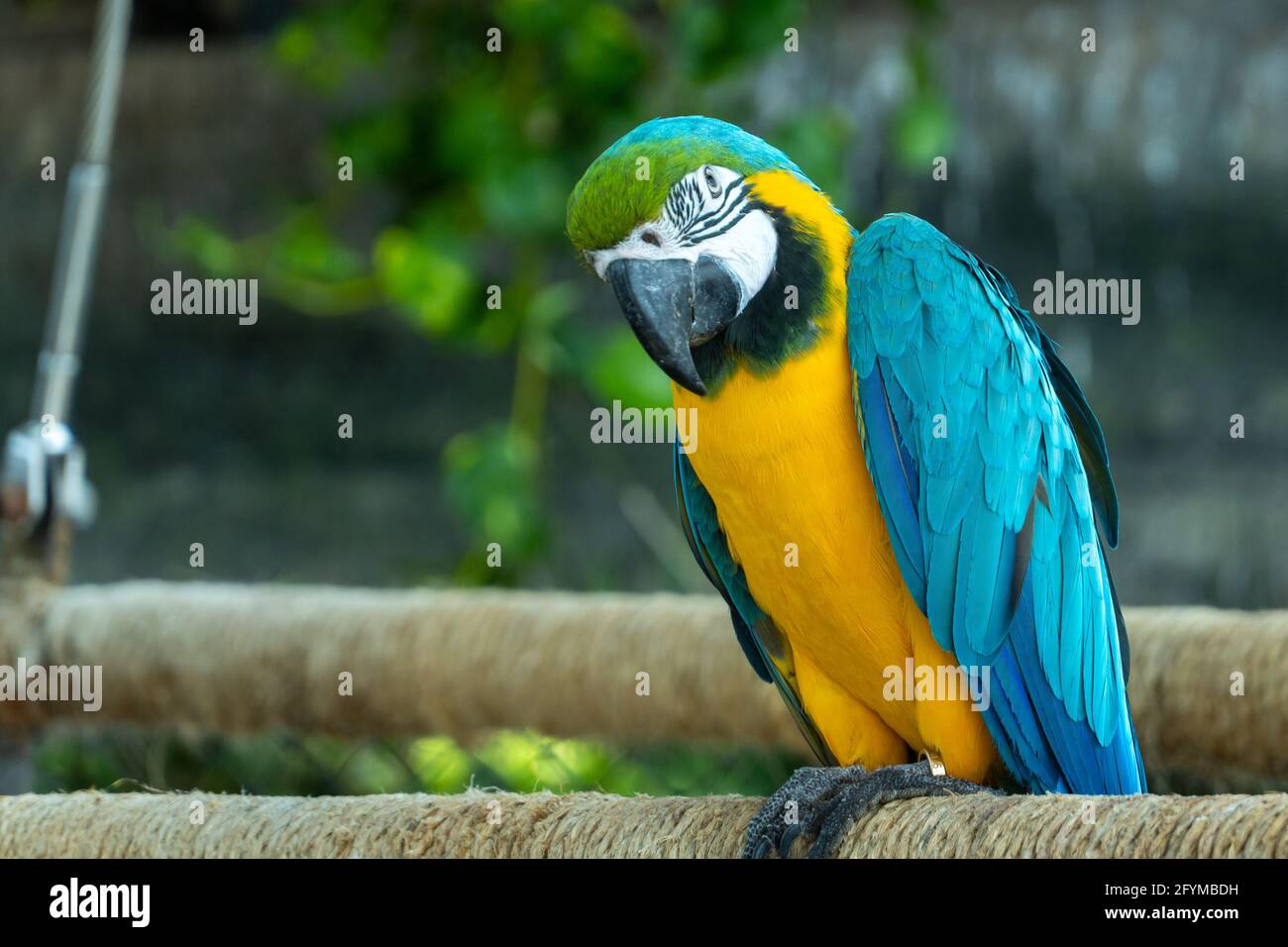 Un primo piano di un macaw blu e giallo (Ara ararauna), conosciuto anche come il macaw blu-e-oro brillante e vibrante pappagallo da vicino sul ramo Foto Stock