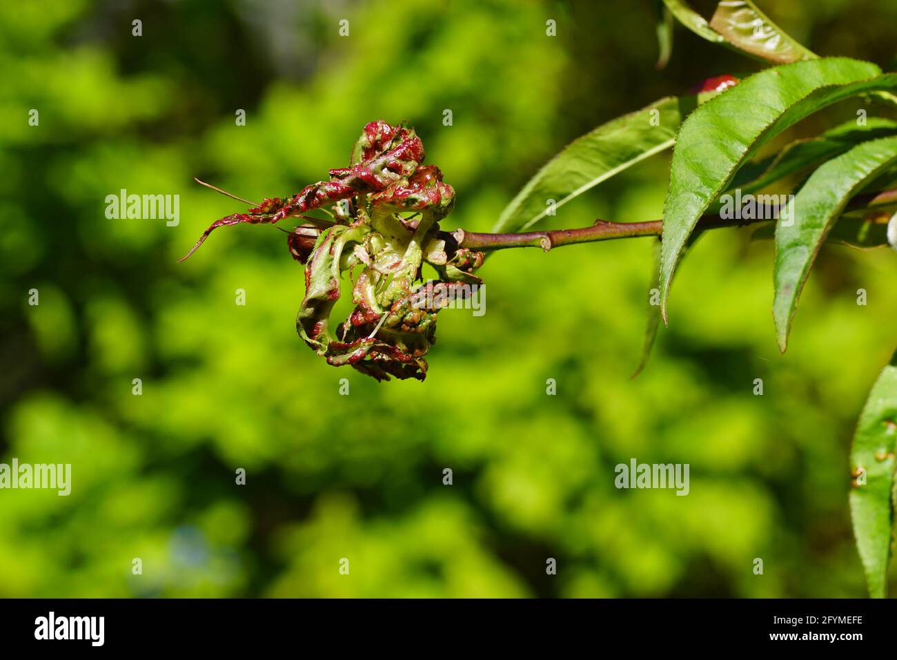 Caratteristica arricciatura verso il basso e verso l'interno delle foglie di Prunus persica causata dal fungo Taphrina deformans. Primavera, Paesi Bassi maggio Foto Stock