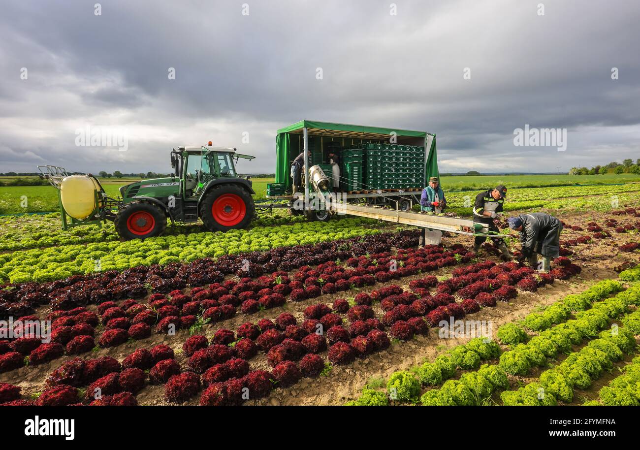 Soest, Sassonia, Renania Settentrionale-Vestfalia, Germania - coltivazione di ortaggi, raccoglitrici che raccolgono lattuga, le teste di lattuga appena raccolte vengono lavate Foto Stock