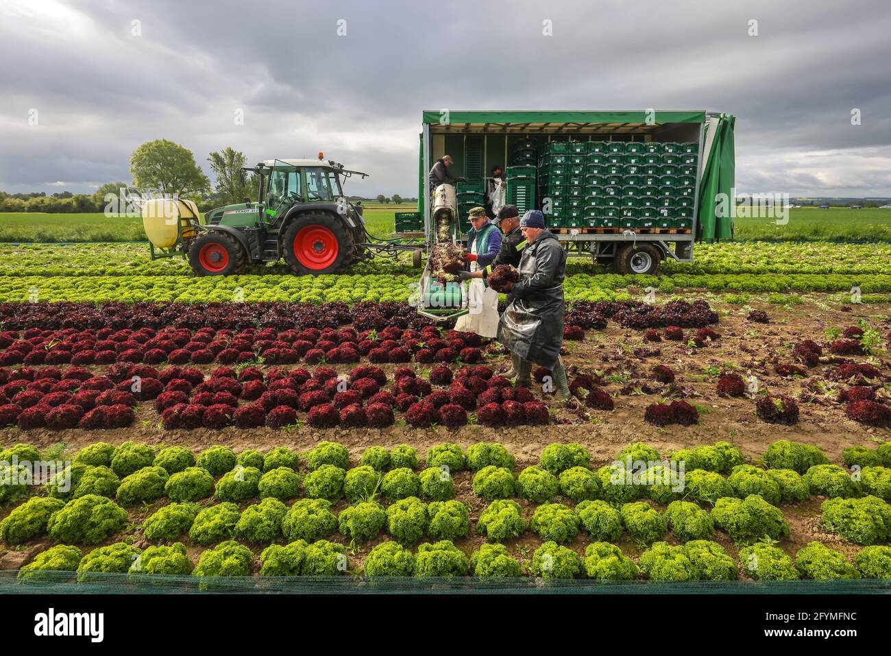 Soest, Sassonia, Renania Settentrionale-Vestfalia, Germania - coltivazione di ortaggi, raccoglitrici che raccolgono lattuga, le teste di lattuga appena raccolte vengono lavate Foto Stock