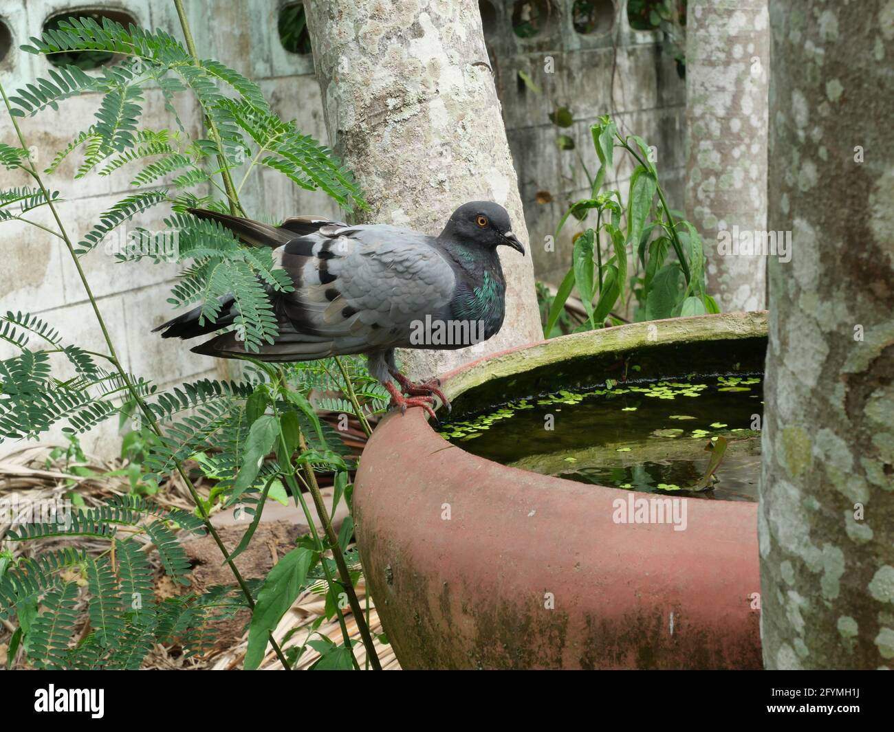 Pigeon bere acqua nella vasca rosa, dove uccelli si trovano sul bordo del bacino Foto Stock