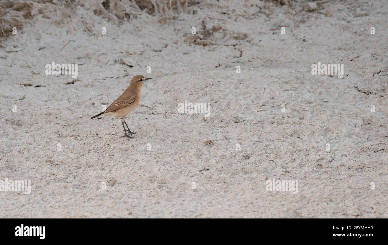 Wheatear persiano (Oenanthe crisopigia) trovato in qatar. Fuoco selettivo Foto Stock