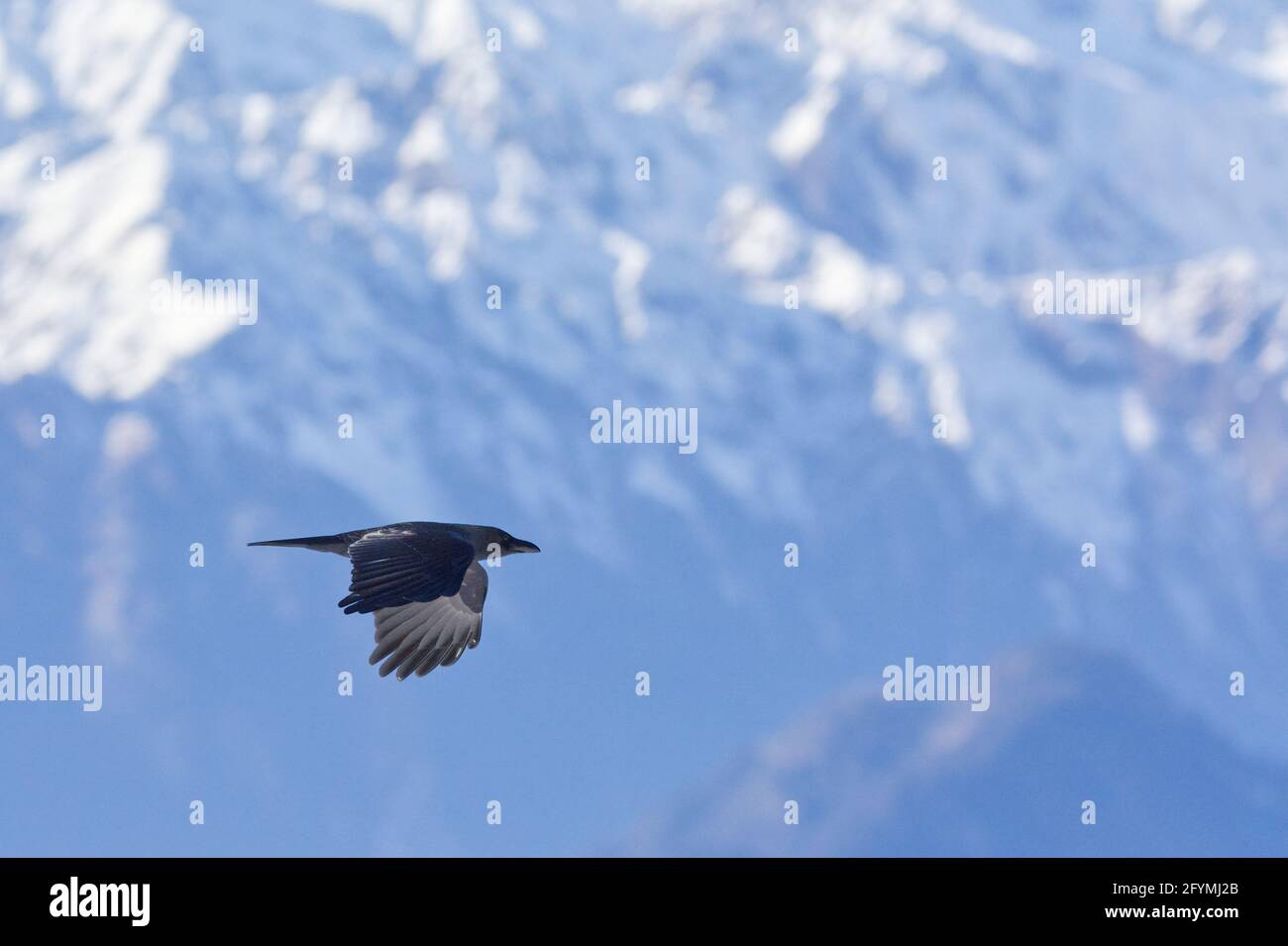 Casa Crow (Corvus splendens) a Uttarakhand, India Foto Stock