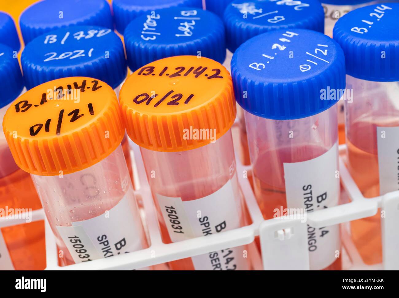 Analisi di laboratorio di una nuova mutazione Sars-Cov-2 in Belgio dal Congo, nota come Spike Insertion (si) il cui nome scientifico è B.1.214, ima concettuale Foto Stock