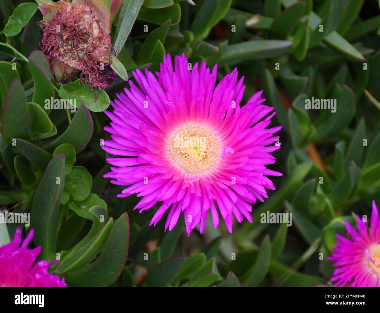 Fiore di artiglio di gatto (Carpobrotus edulis). Petali viola e resistenza gialla. Foto Stock