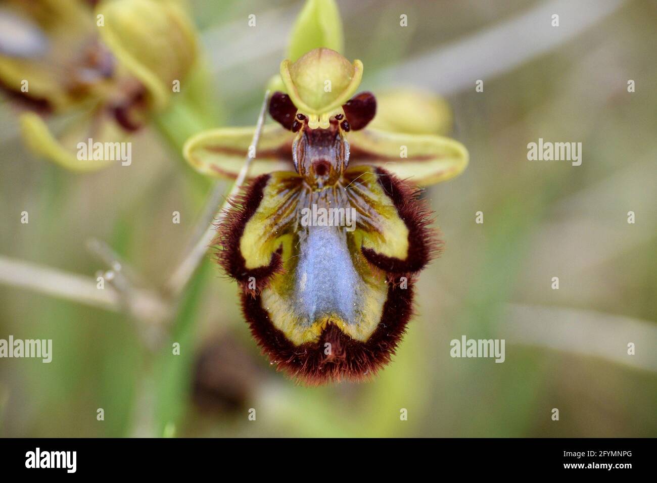 Venere specchio orchidea fiore (Ophrys speculum). Macro dettaglio del suo fiore spettacolare, Munilla, la Rioja, Spagna. Foto Stock