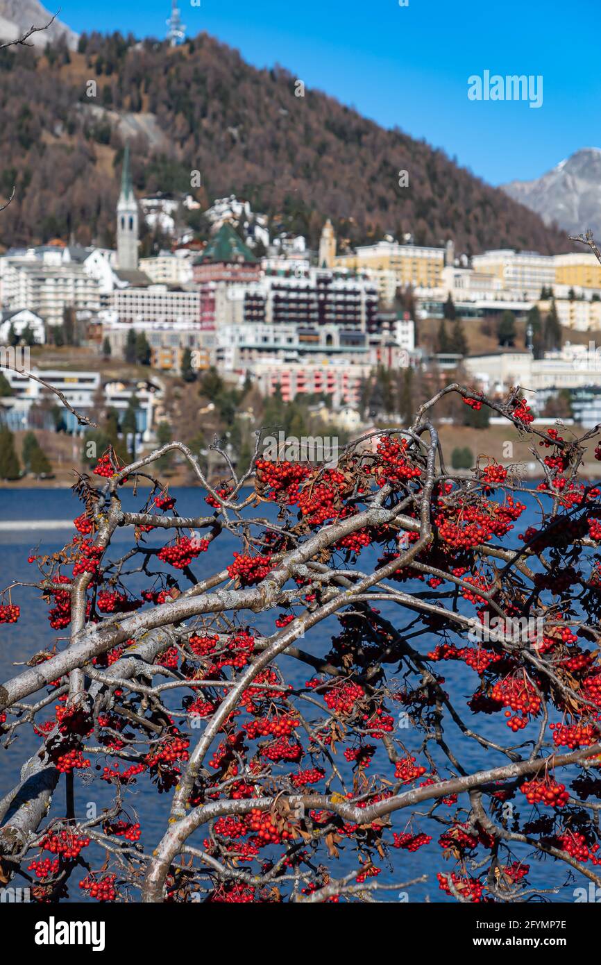 St. Moritz, Svizzera - 26 novembre 2020: Vista sulla città di St. Moritz e sui cespugli di frutta rossa lungo il lago Moritzersee. Foto Stock