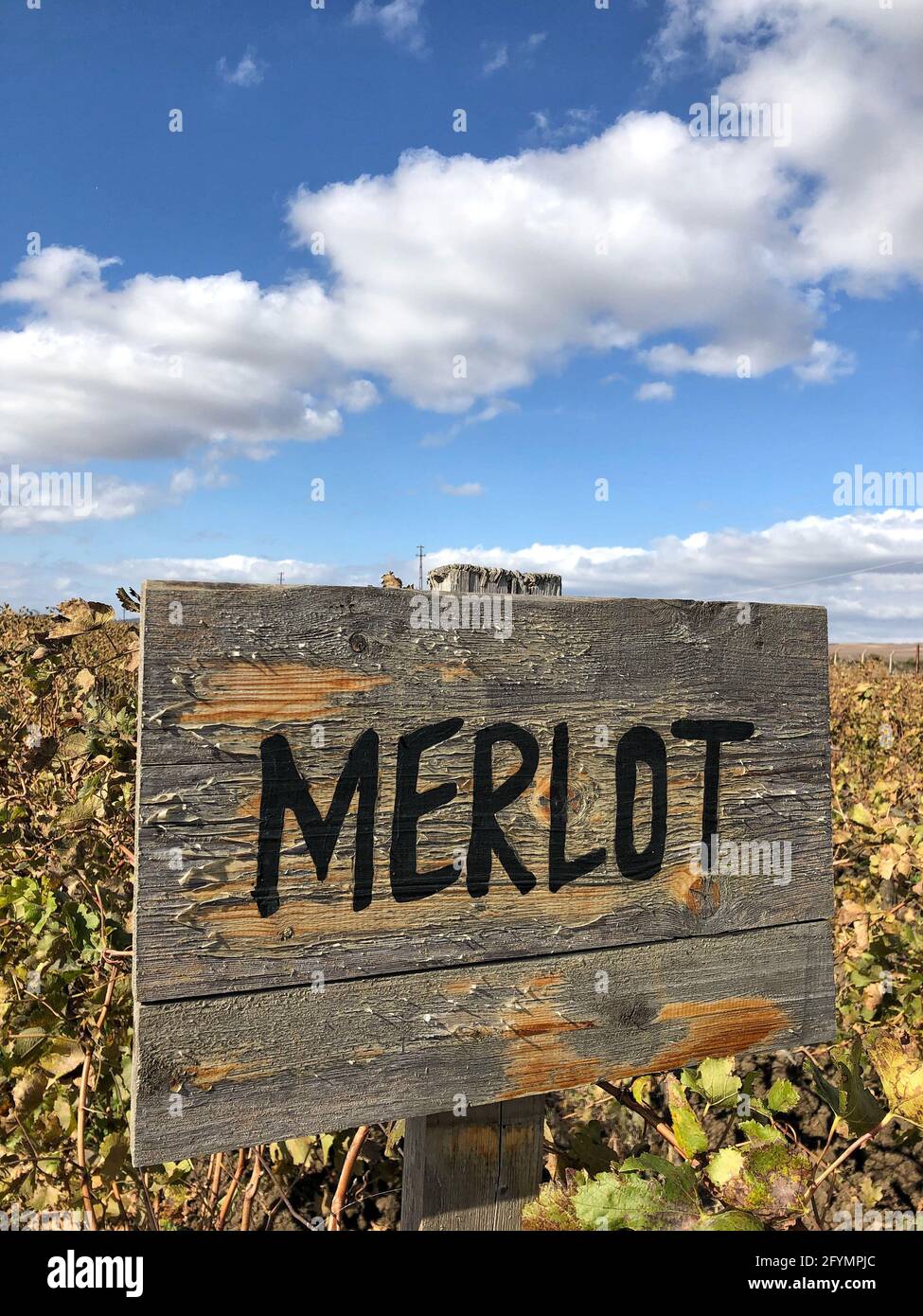 Merlot segno in un vigneto sotto un bel cielo Foto Stock