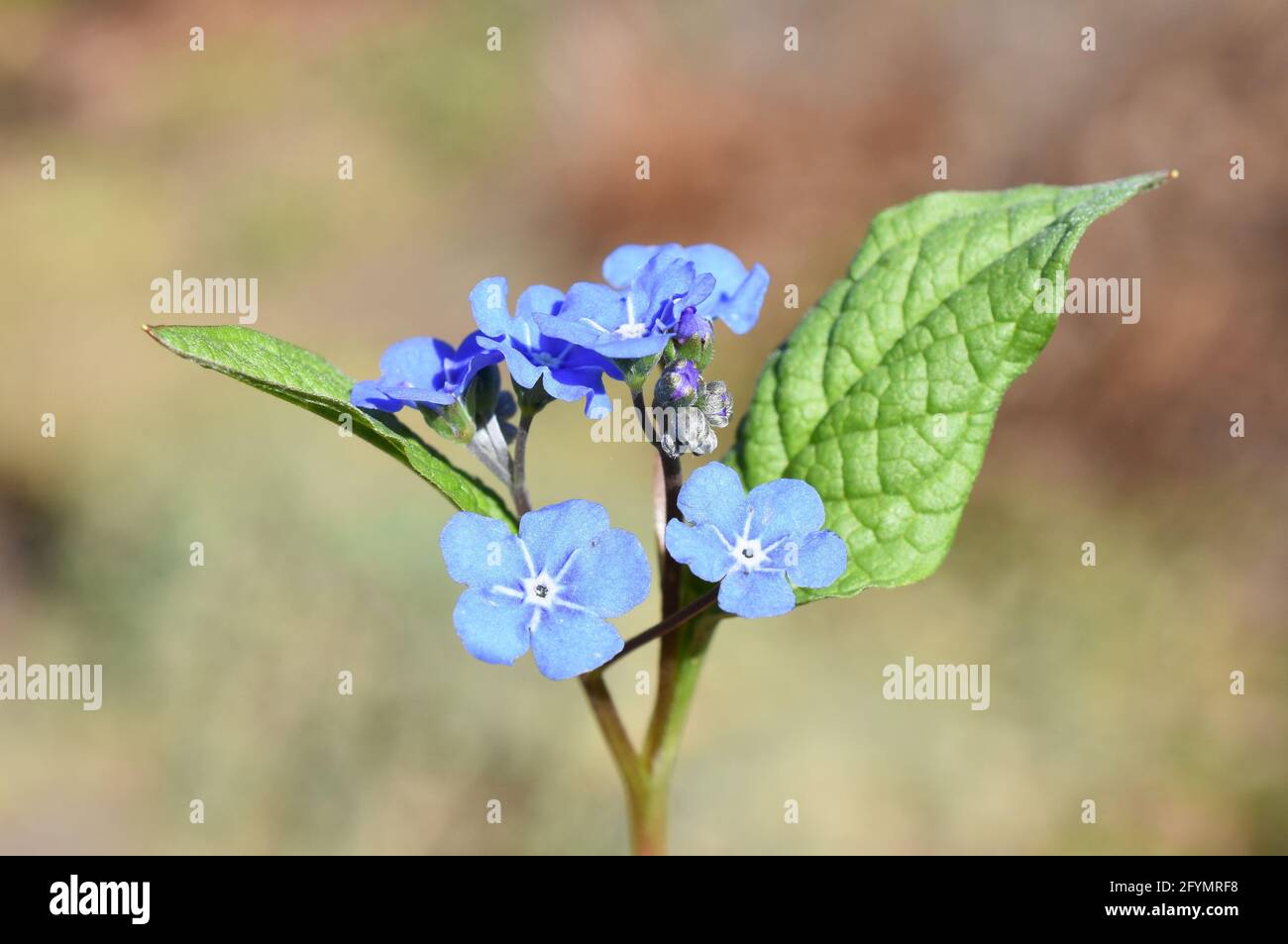 Omphalodes verna Blue-eyed Mary fiore in primavera Foto Stock