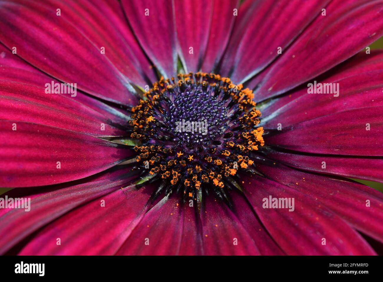 Primo piano su un fiore rosso marguerite margherita spagnolo Foto Stock