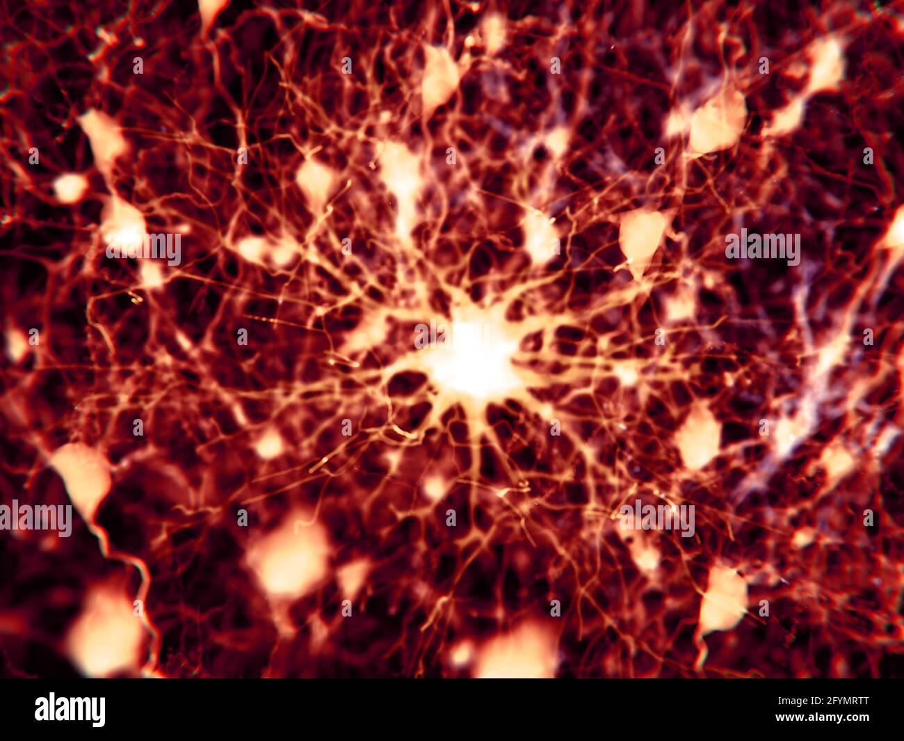 Protoplasmic astrocita, illustrazione Foto Stock