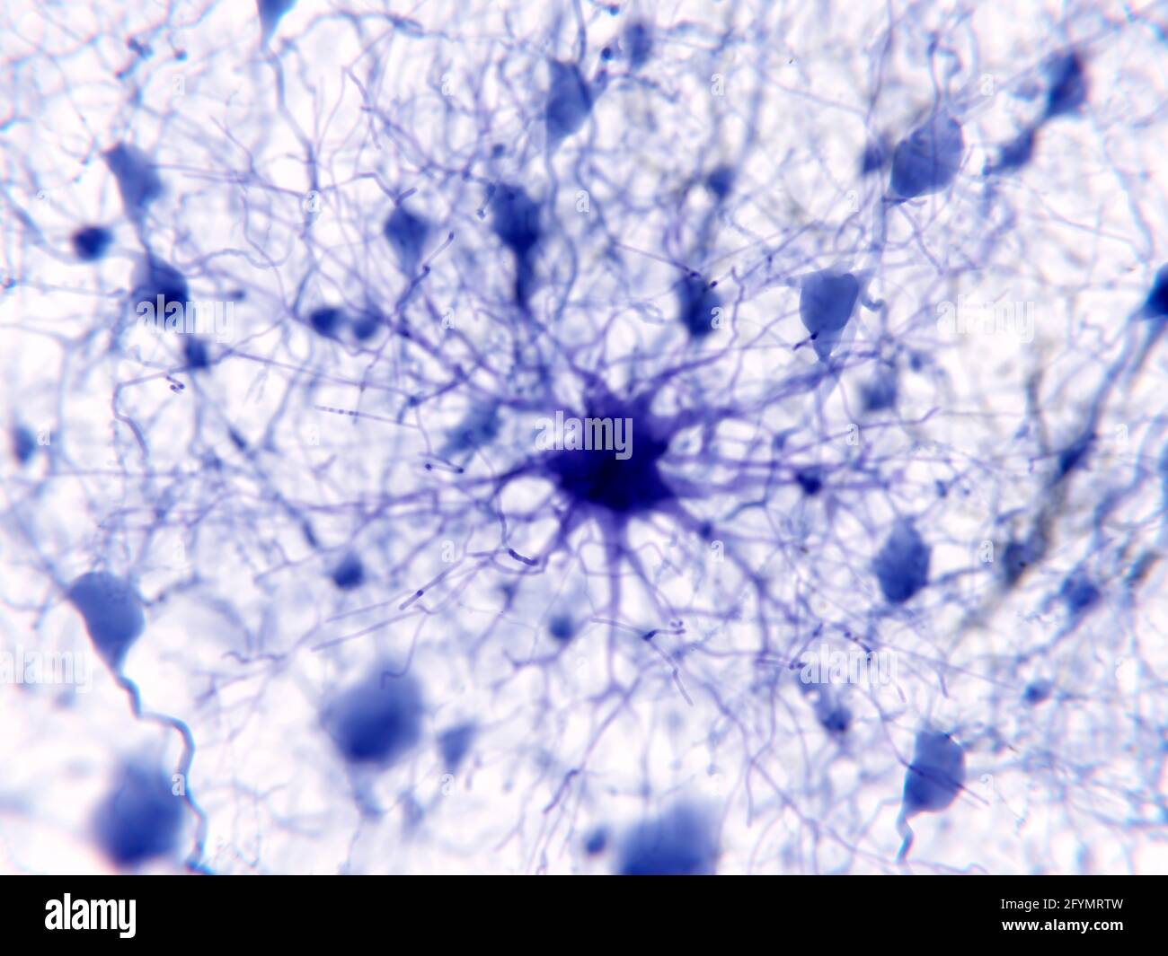 Protoplasmic astrocita, illustrazione Foto Stock