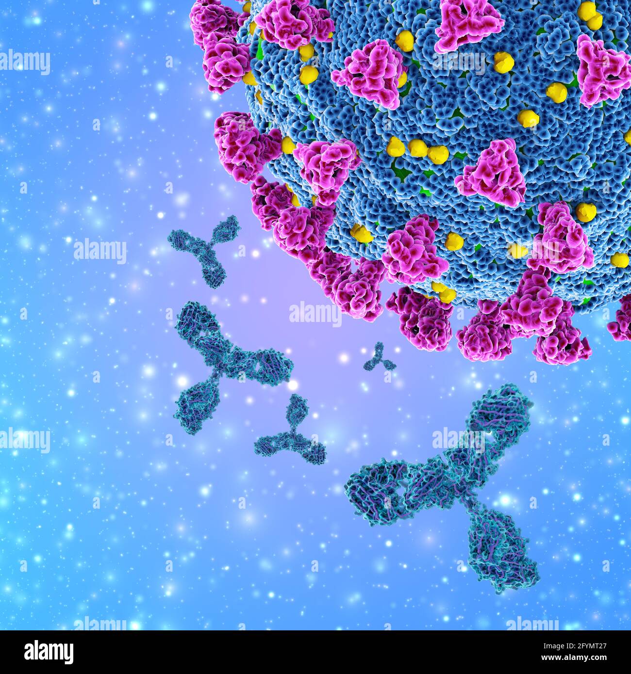 Anticorpi e coronavirus covid-19, illustrazione Foto Stock