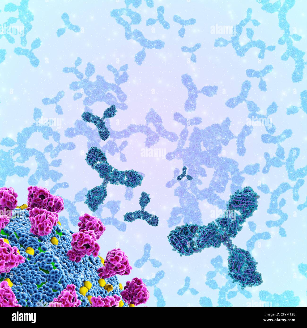 Anticorpi e coronavirus covid-19, illustrazione Foto Stock