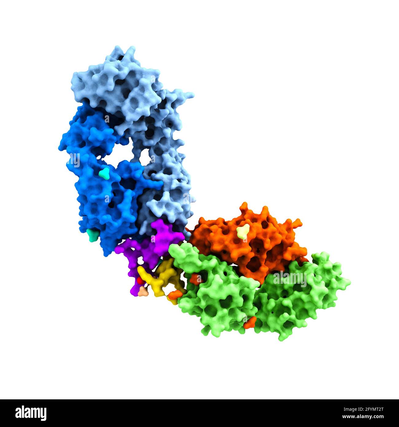 Anticorpo HIV complessato con peptide, illustrazione Foto Stock