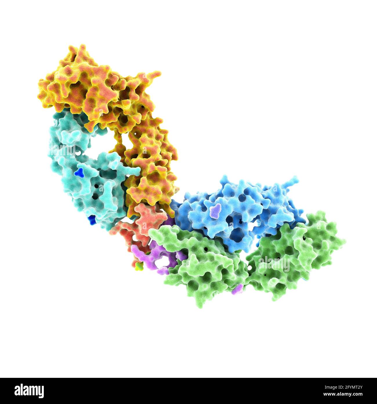 Anticorpo HIV complessato con peptide, illustrazione Foto Stock