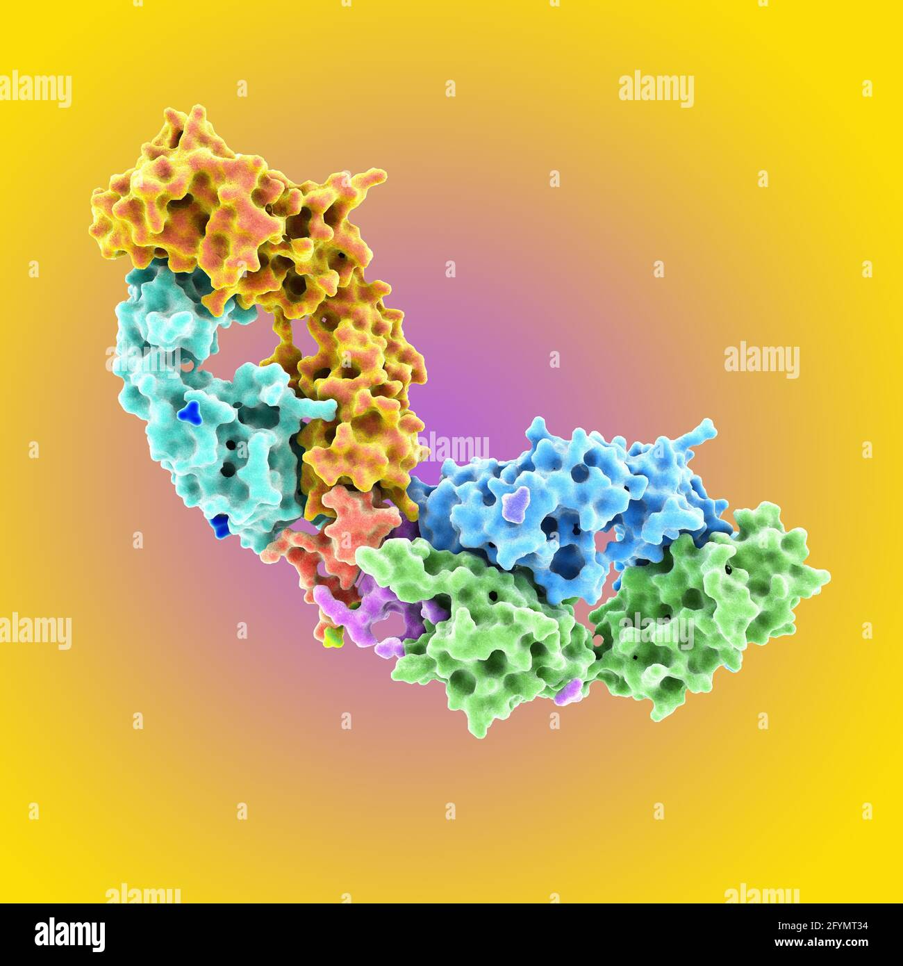 Anticorpo HIV complessato con peptide, illustrazione Foto Stock