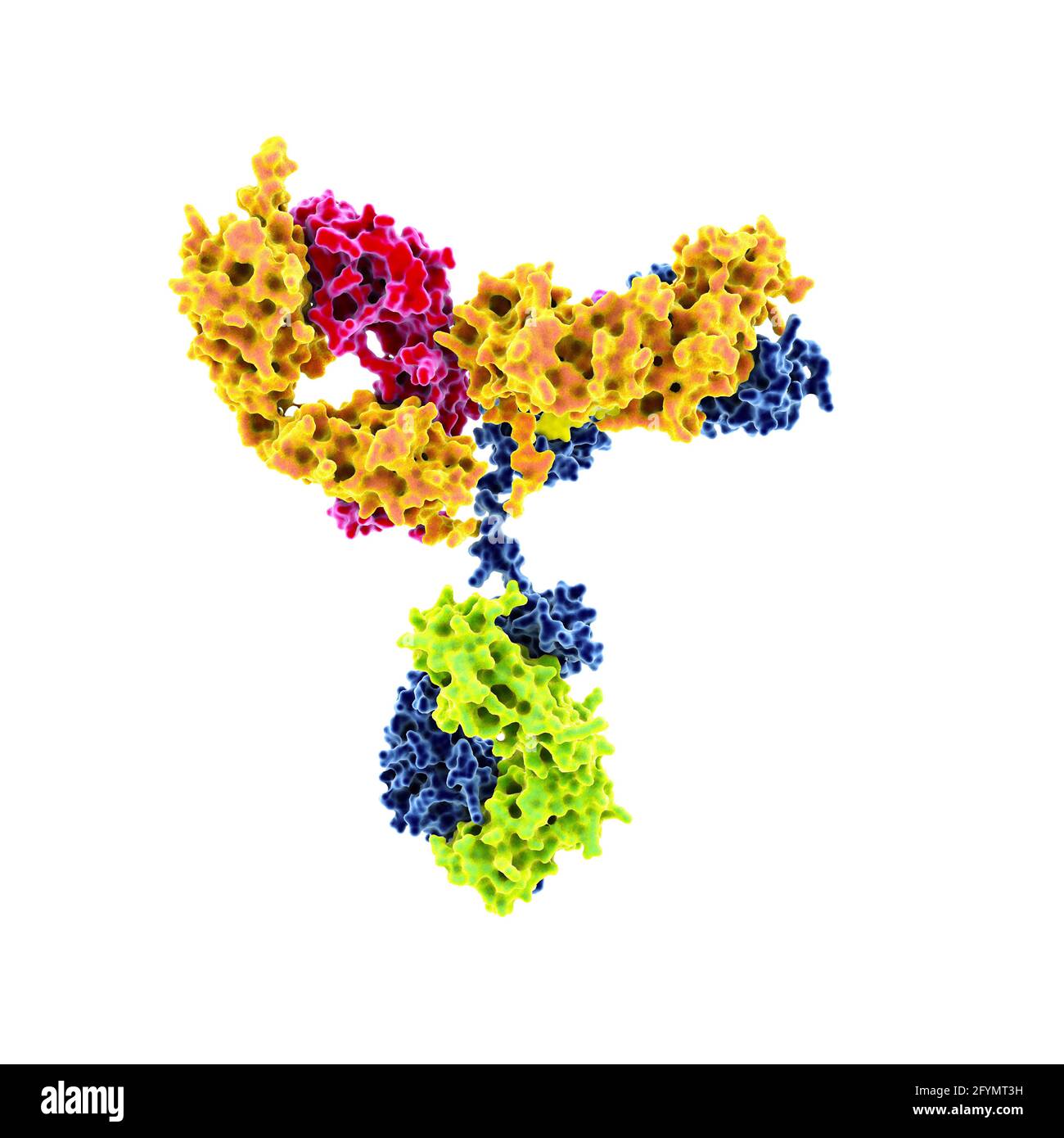 Anticorpo HIV, illustrazione Foto Stock