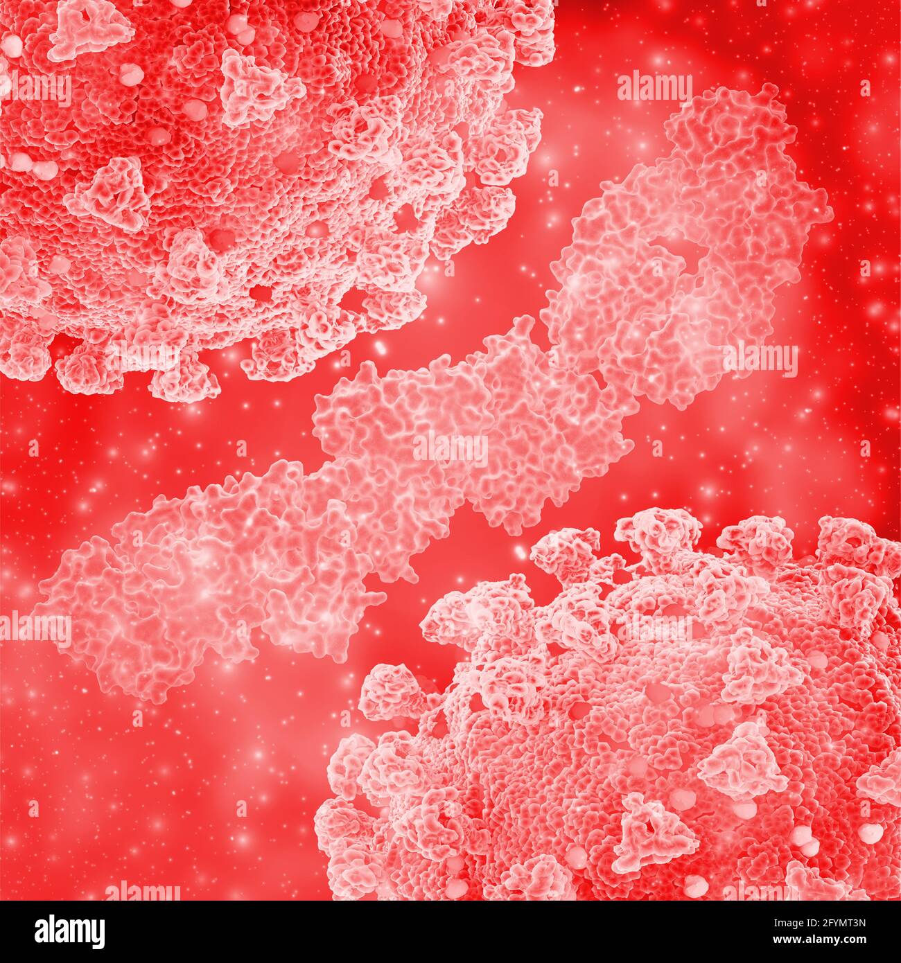 Frammento di anticorpo anti-HIV cross-reattivo, illustrazione Foto Stock