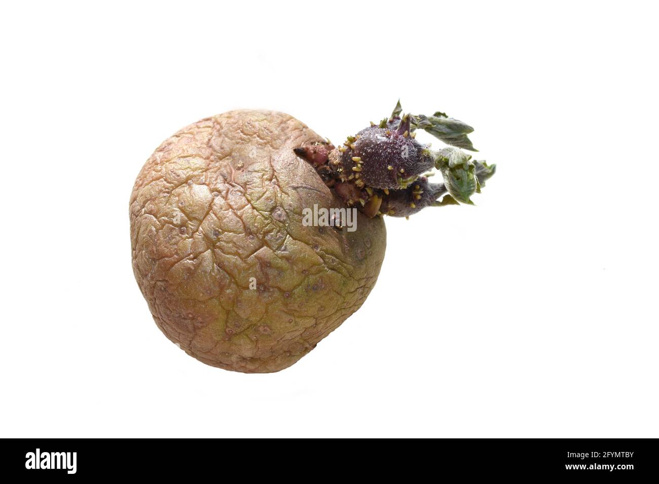 Vecchia patata rugosa Solanum tuberosum germogliando nuove foglie isolate su sfondo bianco Foto Stock