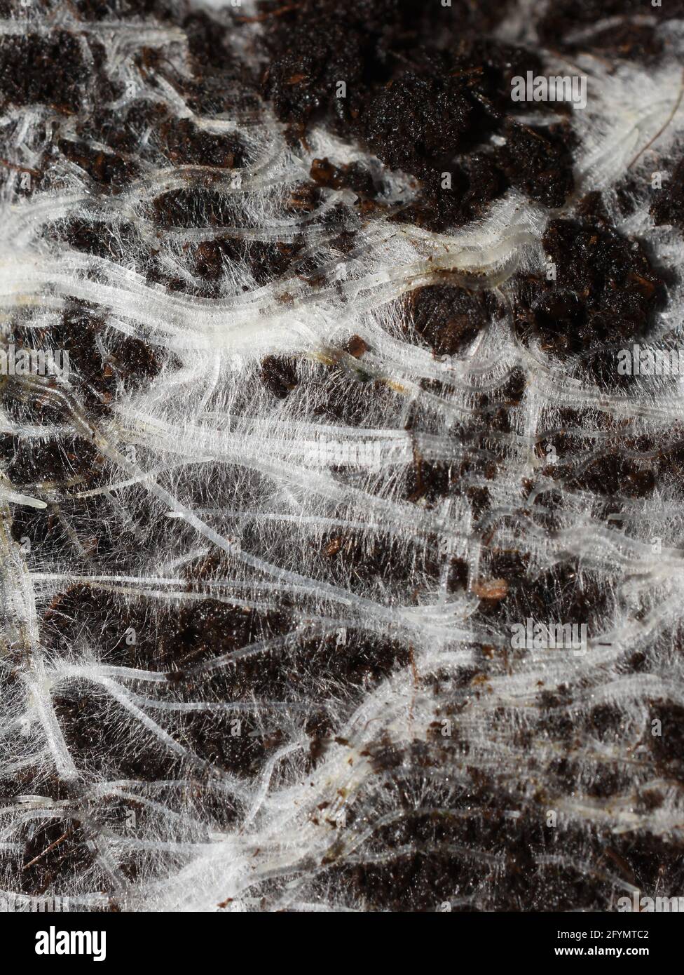 Primo piano su radici di piante bianche con peli di radice che crescono sottoterra in terreno nero Foto Stock