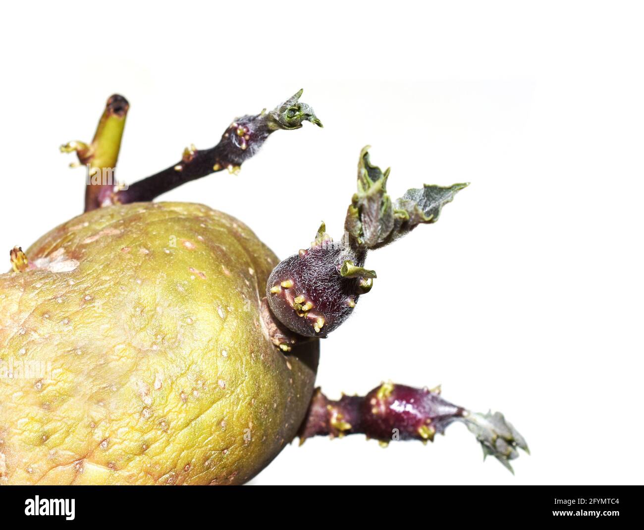 Vecchia patata rugosa Solanum tuberosum germogliando nuove foglie isolate su sfondo bianco Foto Stock