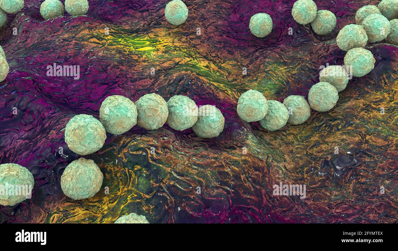 Streptococcus pyogenes batteri, illustrazione Foto Stock