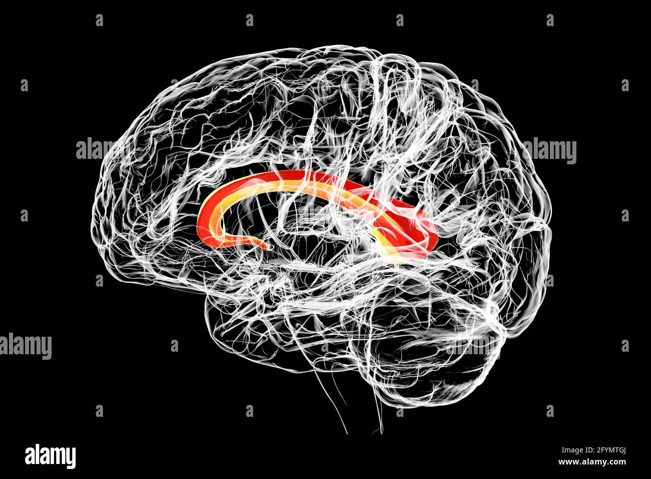 Cervello evidenziando corpus calloso, illustrazione Foto Stock