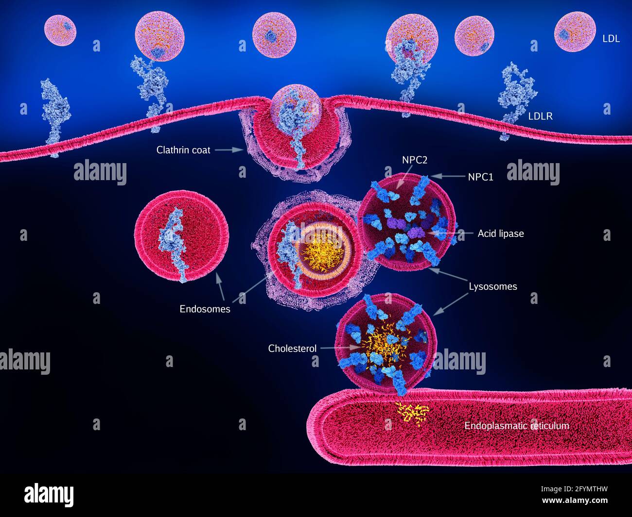 Trattamento del colesterolo nel lisosoma, illustrazione Foto Stock