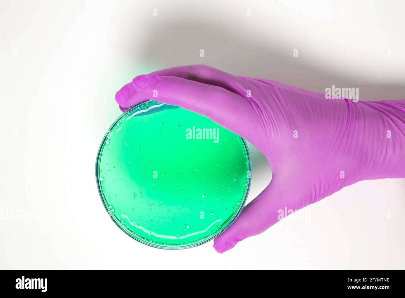 Tenere una piastra Petri con la mano Foto Stock