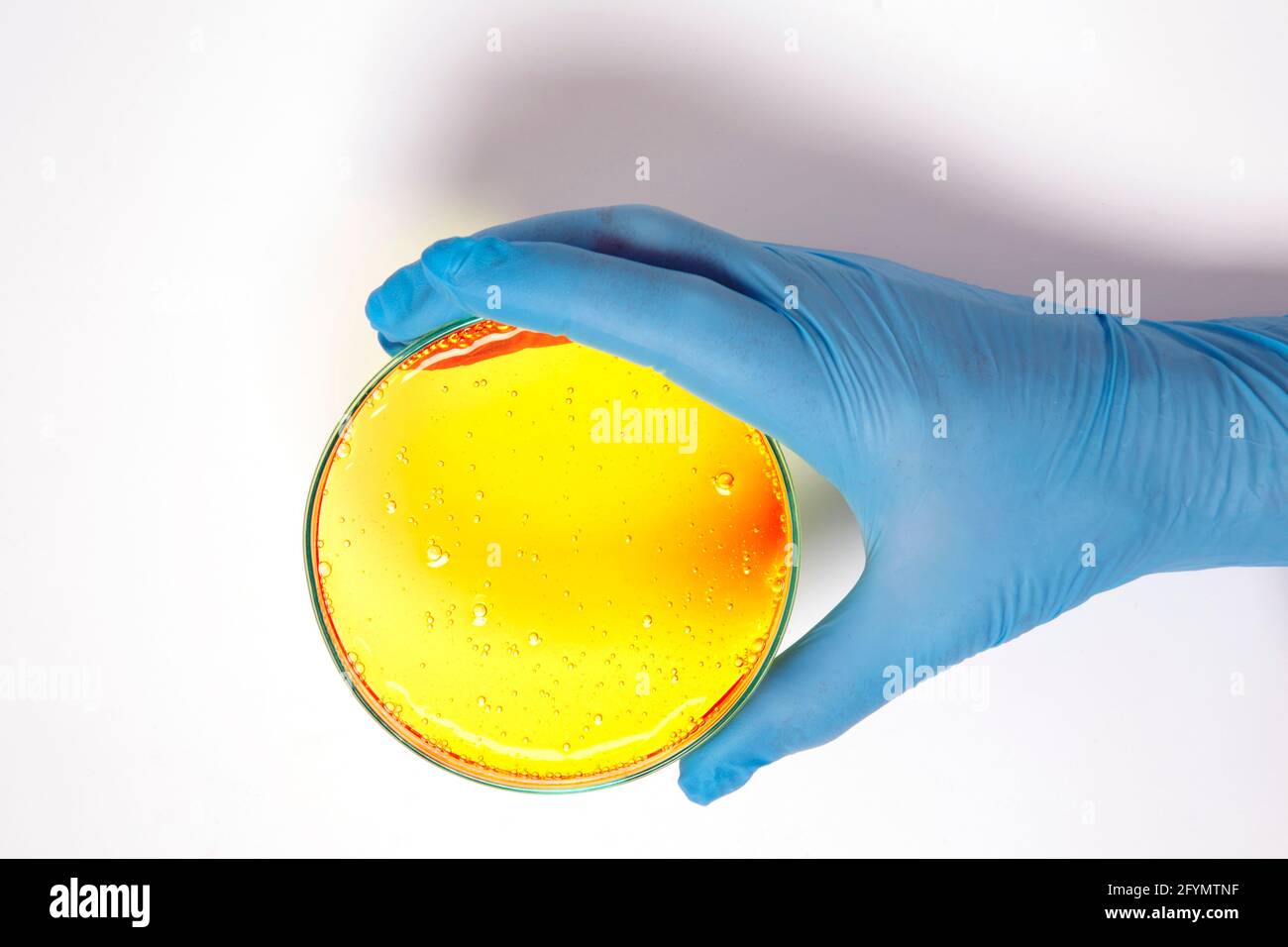Tenere una piastra Petri con la mano Foto Stock