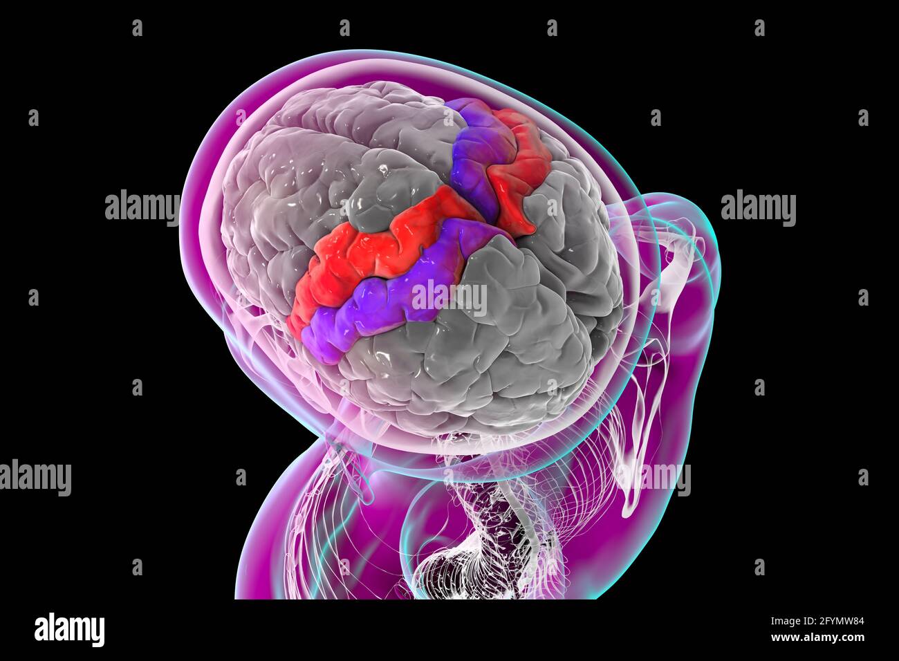 Giri precentrali e postcentrali del cervello, illustrazione Foto Stock