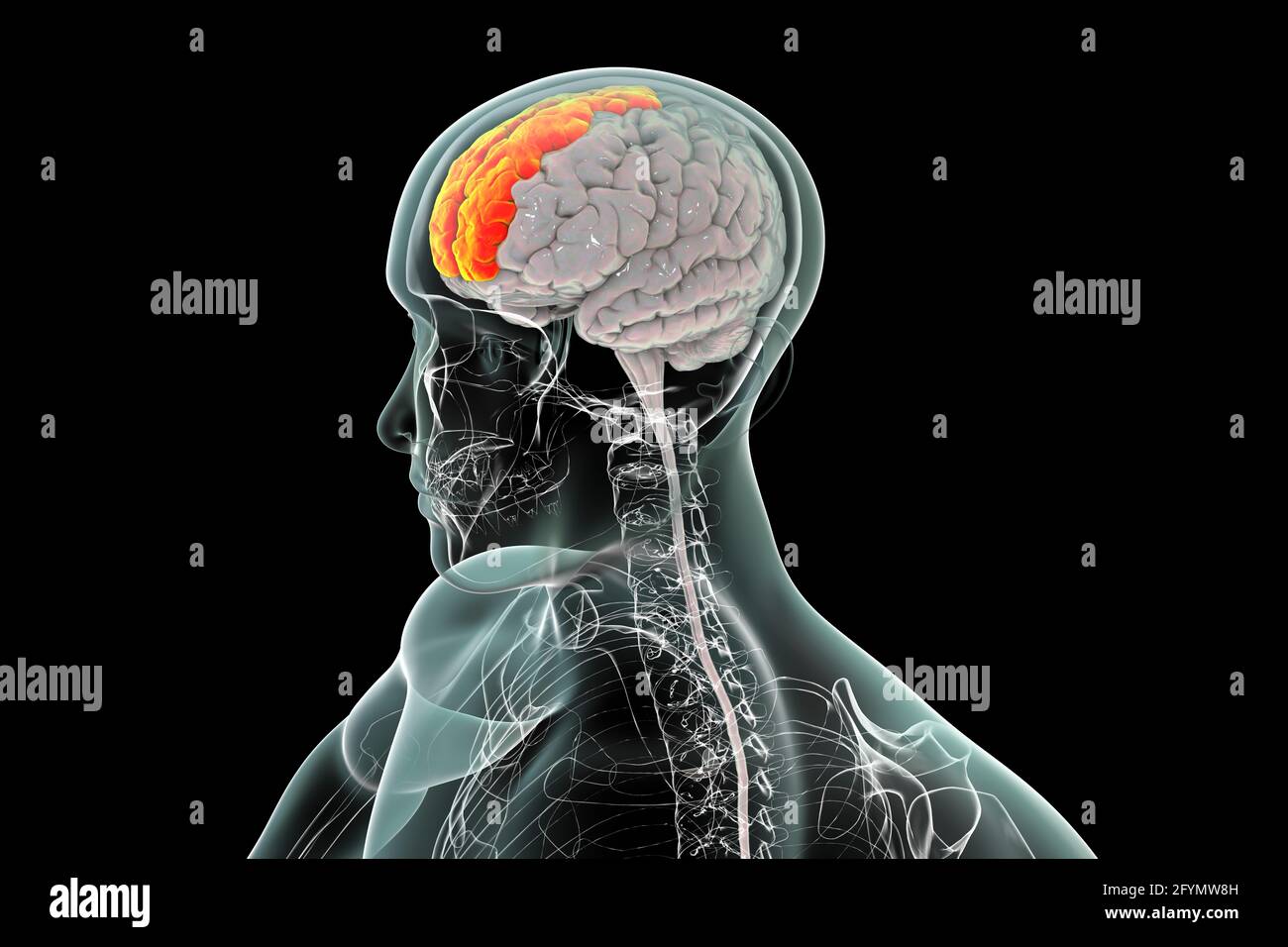Cervello con giroscopio frontale superiore evidenziato, illustrazione Foto Stock